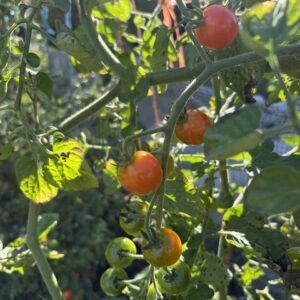Cherry tomatoes