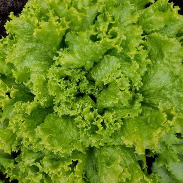 Head lettuce - green leaf