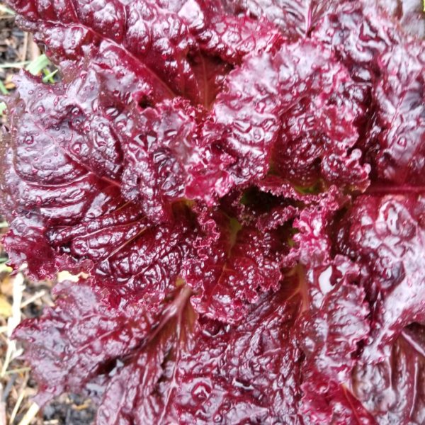 Head lettuce - red leaf