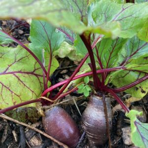 Beets