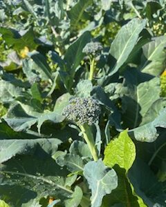 Broccoli - side shoots