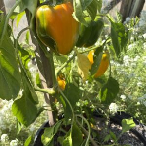 Peppers - sweet
