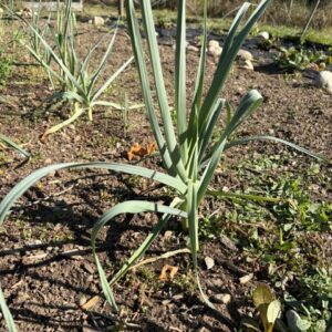 Leeks