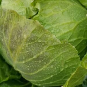 Cabbage - green