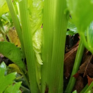 Celery