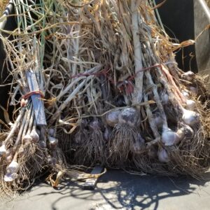 Garlic (medium)