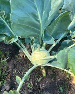 Kohlrabi