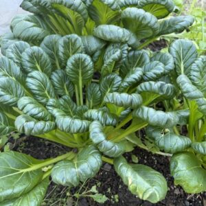 Tah Tsai