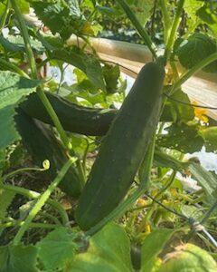 Cucumbers