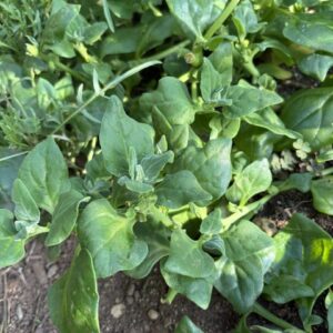 New Zealand spinach